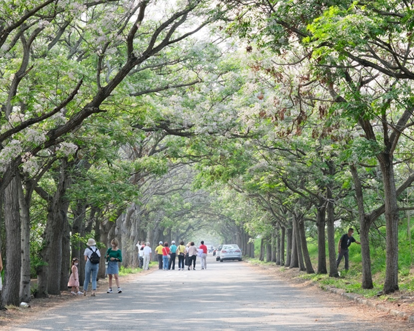 【嘉義景點】六腳苦楝花隧道│全台最長苦楝樹隧道