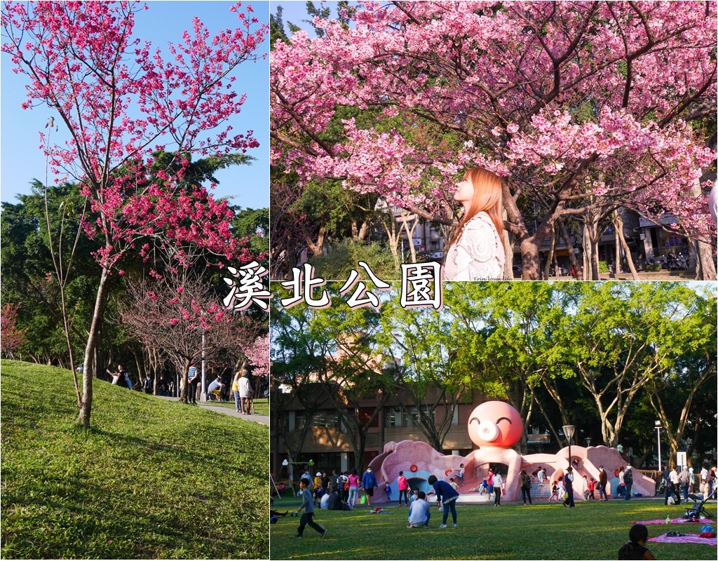 【新北賞花景點】板橋溪北公園~來場浪漫的”櫻式”野餐/大章魚溜滑梯/沙坑/親子共榮公園