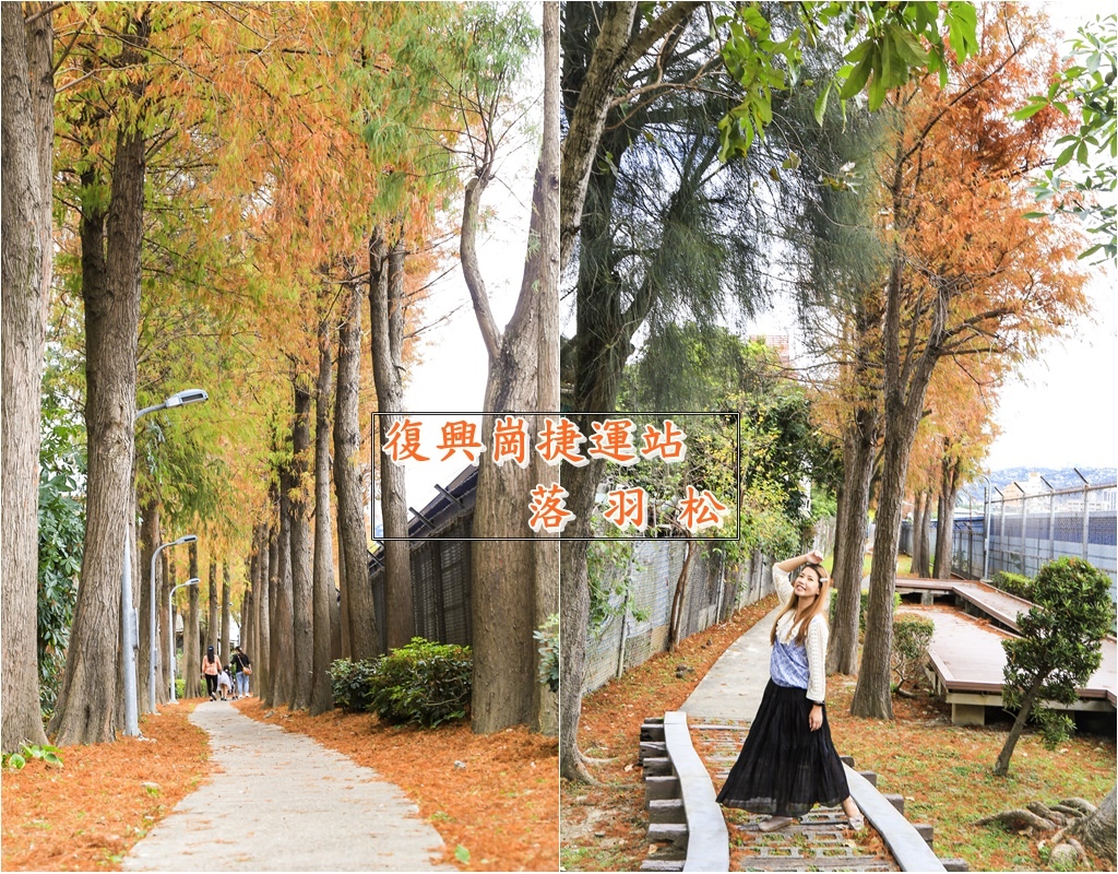 【台北景點】落羽松步道~北投秘境/近紅線捷運復興崗站/冬季限定